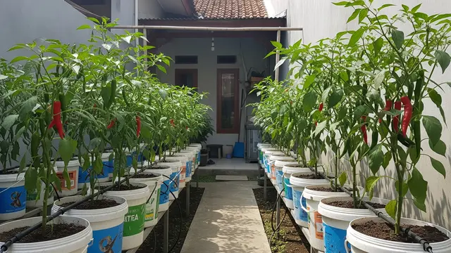 Ide Kebun Cabai Pakai Kompos Dapur yang Cocok untuk Pemula Sistem Ember Bekas
