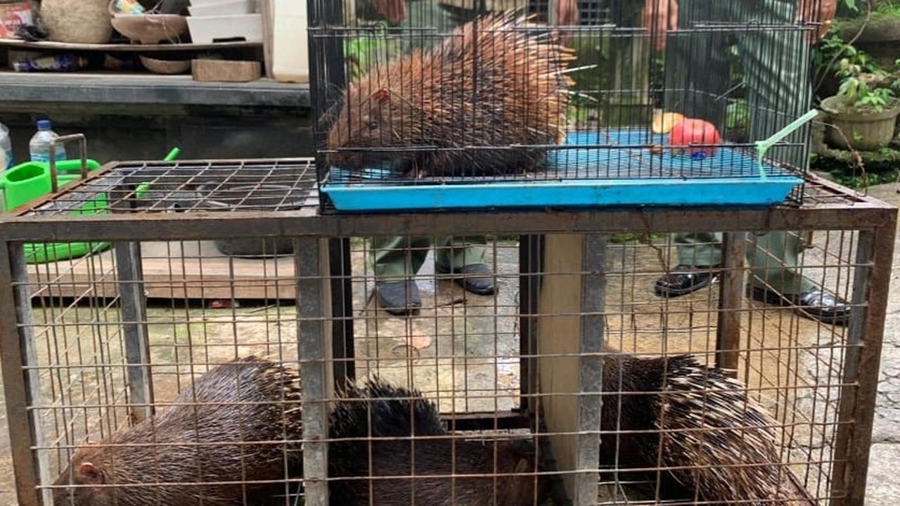 Polda Bali Buka Suara Soal Kasus Sukena yang Pelihara 4 Ekor Landak Jawa