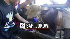 Presiden Jokowi membeli sapi jenis limosin dari peternak sapi di Ciparay Kabupaten Bandung, seharga Rp 65 juta. Rencananya sapi akan dipotong pada Hari Raya Kurban di Mesjid Raya Bandung.