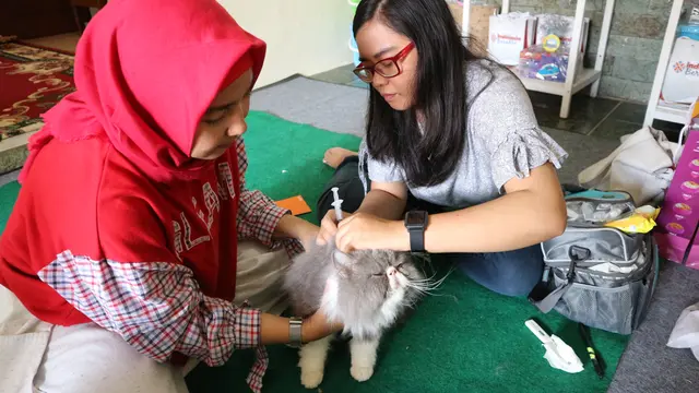 D’Jaboers Cat Lovers Community: Belajar Memahami Kucing Jalanan