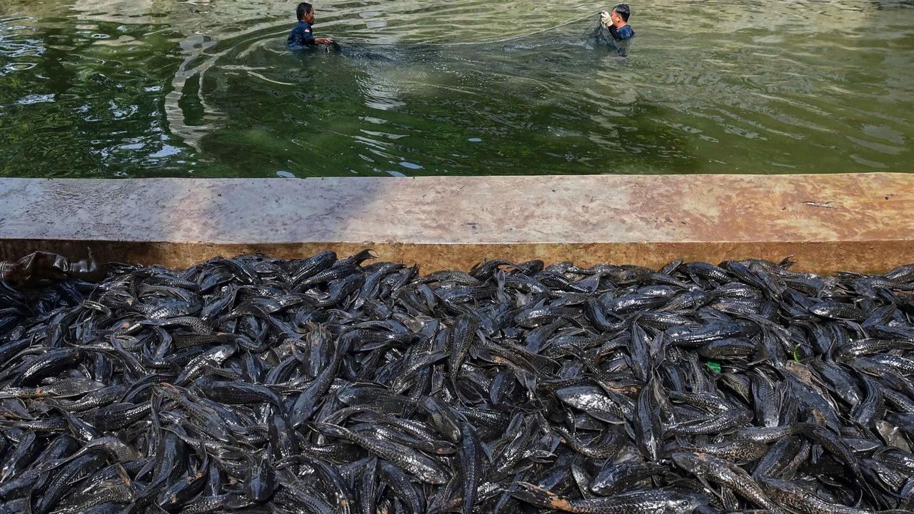 FOTO: Operasi  Penangkapan  Ikan Sapu Sapu di Setu Babakan Capai Lebih dari Tiga Ton
