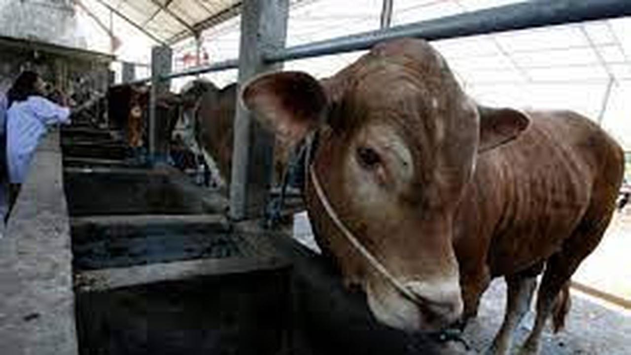 Ilustrasi hewan ternak terpapar penyakit antraks (Istimewa)