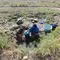 Warga Terpaksa Ambil Air dari Kubangan Bekas Sawah