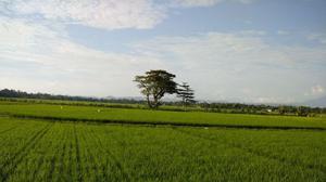 Kabupaten Bone Tetapkan 87,5 Persen Lahan Pertanian Pangan Berkelanjutan, Lampaui Target Nasional