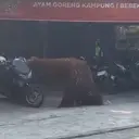 Orang Utan Solo Safari Kabur dari Kandang, Masuk ke Warung Ayam Goreng