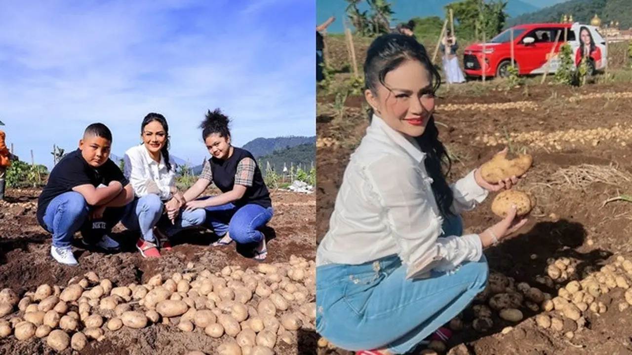 6 Momen Krisdayanti Ajak Kedua Anaknya Panen Kentang di Ladang Warga, Aksinya Banjir Pujian