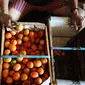 Pedagang memilah tomat di pasar induk Kramat Jati, Jakarta, Jumat (26/4). Kementerian Perdagangan siap menjaga harga dan ketersediaan barang kebutuhan pokok menjelang Puasa dan Lebaran 2019. (Liputan6.com/Herman Zakharia)