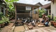 Cara Ternak Entok untuk Pemula agar Cepat Panen dan Menguntungkan