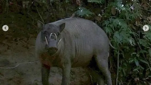 Babirusa