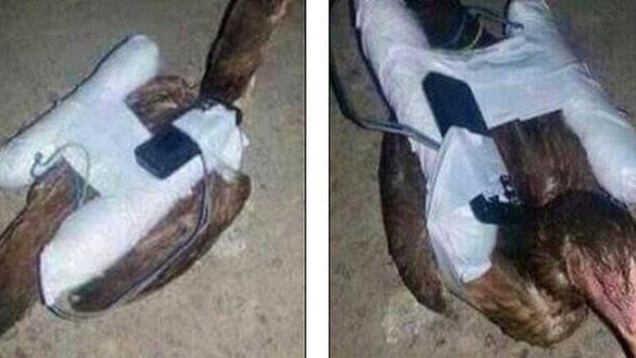 ISIS gunakan ayam sebagai 'pengantin' bom