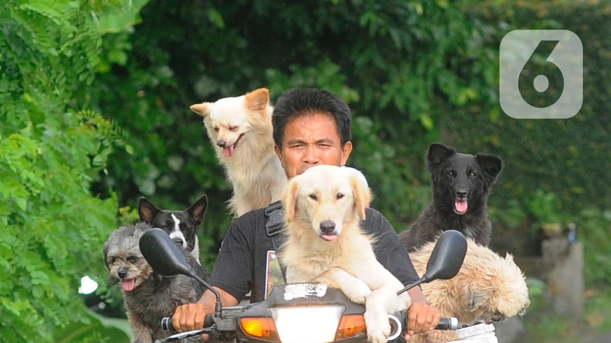 5 Perbedaan Kepribadian Pecinta Anjing dan Kucing, Yang Mana Dirimu?