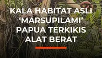 Kala Habitat Asli 'Marsupilami' Papua Terkikis Alat Berat
