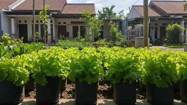 Rekomendasi Tanaman Sayur dan Buah yang Cocok Ditanam di Galon Bekas Model Selada