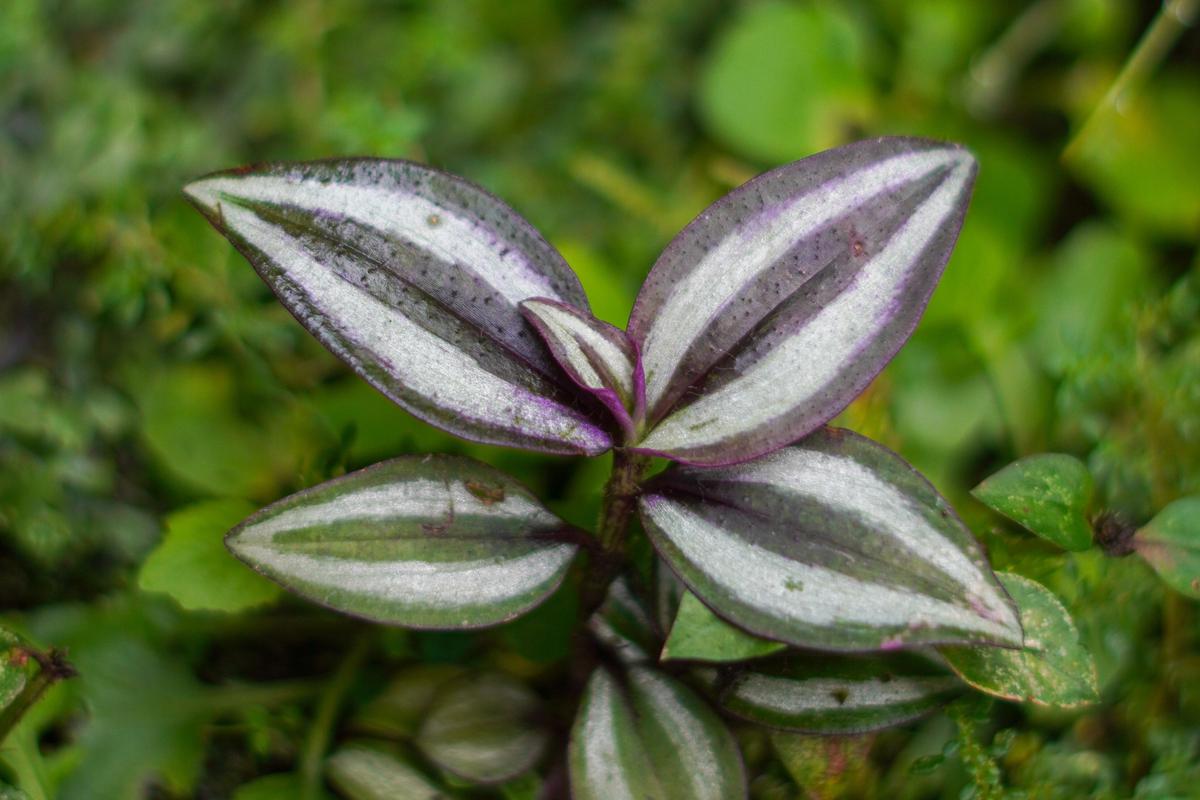 Tanaman Hias dengan Warna Daun Dua Tone