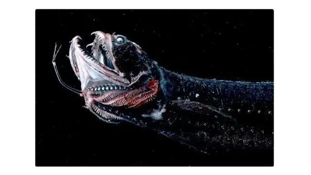 Black Dragonfish