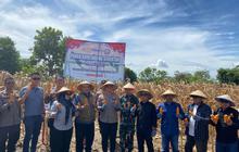 Tahukah Anda? Sidrap Sukses Gelar Panen Raya Jagung, Teguhkan Peran Lumbung Pangan Nasional