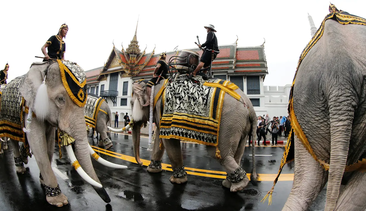 Pawang gajah menunggangi gajahnya untuk memberikan penghormatan untuk mendiang Raja Thailand Bhumibol Adulyadej di depan Royal Palace, Bangkok, Thailand (8/11). Gajah di Thailand digunakan untuk upacara dan ritual kerajaan. (Reuters/Jorge Silva)