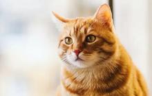 Cara Merawat Kucing Setelah Steril agar Cepat Pulih, Ikuti Langkahnya