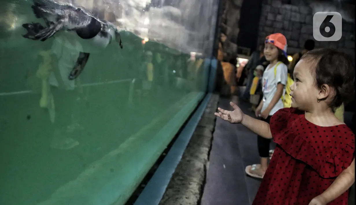 Wisatawan saat melihat bayi penguin di Ocean Dream Samudra, Ancol, Jakarta Utara, Senin (13/3/2023).  Dalam upaya program pengembangbiakan tersebut telah melakukan modifikasi habitat untuk dapat memberikan kondisi lingkungan sesuai dengan habitat alaminya. (merdeka.com/Iqbal S Nugroho)