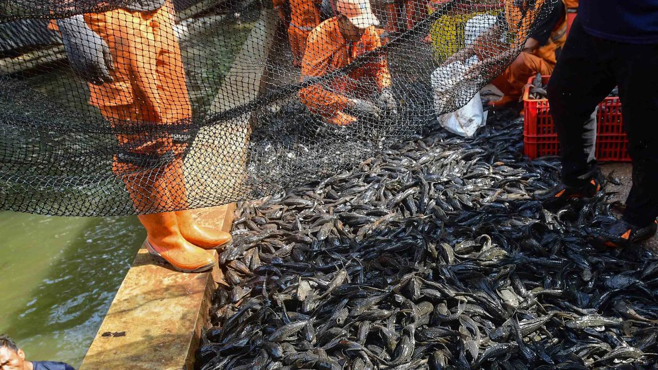 FOTO: Operasi  Penangkapan  Ikan Sapu Sapu di Setu Babakan Capai Lebih dari Tiga Ton