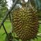 Kebun Durian Warso Farm (djkn.kemenkeu.go.id)