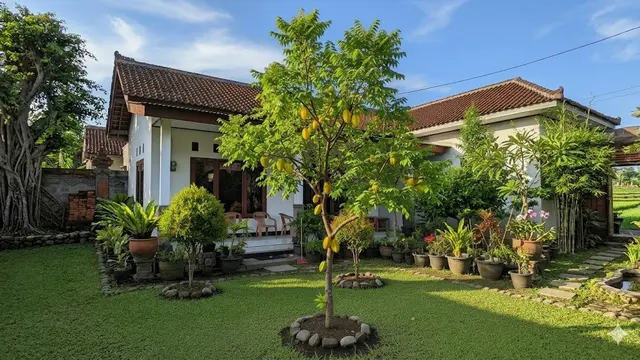 Tanaman Buah untuk Pekarangan Tanpa Khawatir Akar Menjalar