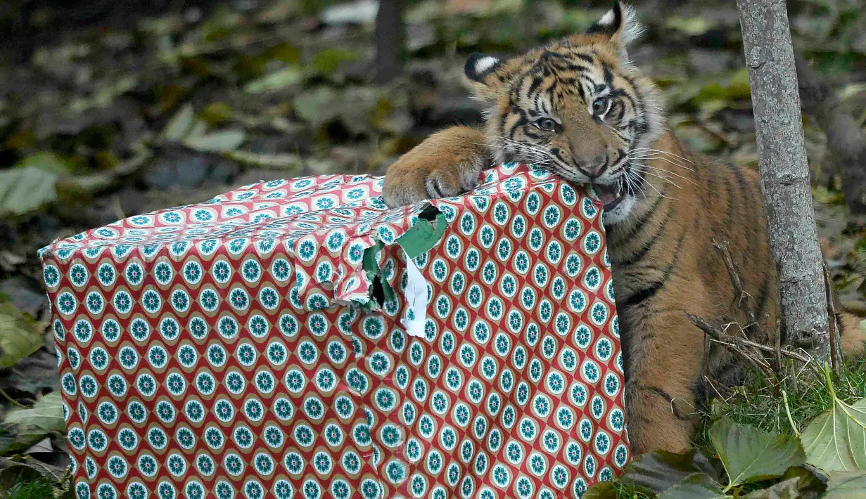 Seekor anak Harimau Sumatera yang bernama Achilles menggigit kado hadiah natal untuk dibuka di Kebun Binatang London, London, Inggris, Kamis (15/12). Harimau tersebut termasuk dalam klasifikasi satwa kritis yang terancam punah. (Reuters/Hannah McKay)