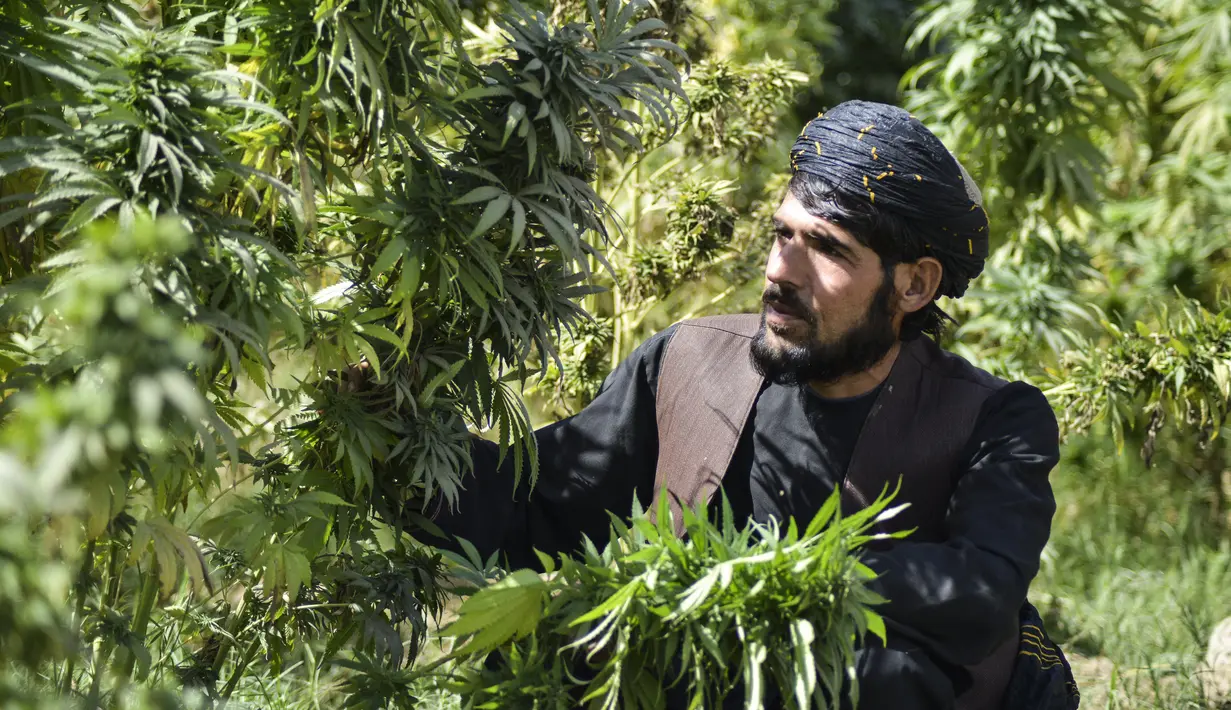 Seorang petani bekerja di perkebunan ganja di distrik Panjwai Kandahar (13/10/2021). Sebagian besar penduduk di Panjwai Kandahar adalah petani dan berpendidikan rendah karena tidak tersedianya sekolah. (AFP/Javed Tanveer)
