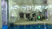 Parade Menggemaskan Penguin Berkostum Sinterklas