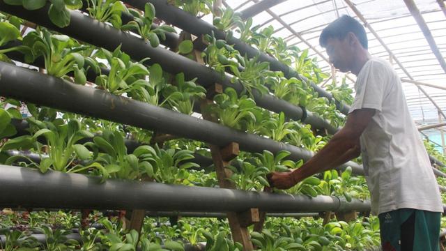 Petani merawat tanaman sayuran hidroponik. (Foto: Liputan6.com/Dinkominfo PBG/Muhamad Ridlo)