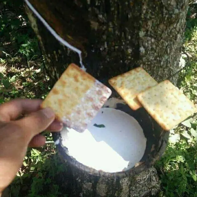 7 Potret Cara Nyeleneh Orang Makan Biskuit Ini Bikin Geleng Kepala