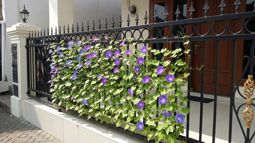 Desain Vertical Trellis dengan Tanaman Berbunga