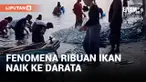 Heboh Fenomena Ribuan Ikan Naik ke Daratan&nbsp;
