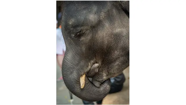gajah disiksa