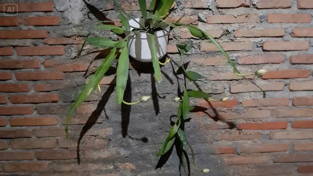 Bunga Wijaya Kusuma