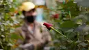 Pekerja memotong bunga mawar untuk dikirim ke AS jelang Hari Valentine, hari libur terbesar tahun ini untuk penjualan bunga segar di perusahaan bunga Colibri di El Rosal, Kolombia, 25 Januari 2022. Kolombia menjadi salah satu negara terbesar penyuplai bunga di Hari Valentine. (AP/Fernando Vergara)