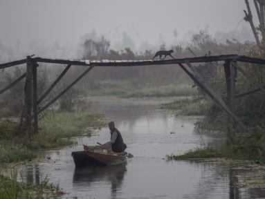 Seekor kucing melintasi jembatan pejalan kaki saat seorang pria Kashmir mendayung perahu membawa sayuran setelah membelinya dari pasar sayur terapung di Danau Dal di Srinagar, Kashmir yang dikendalikan India (18/10/2020). (AP Photo/Dar Yasin)