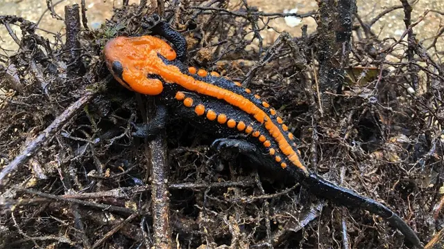 Spesies Terancam Punah
