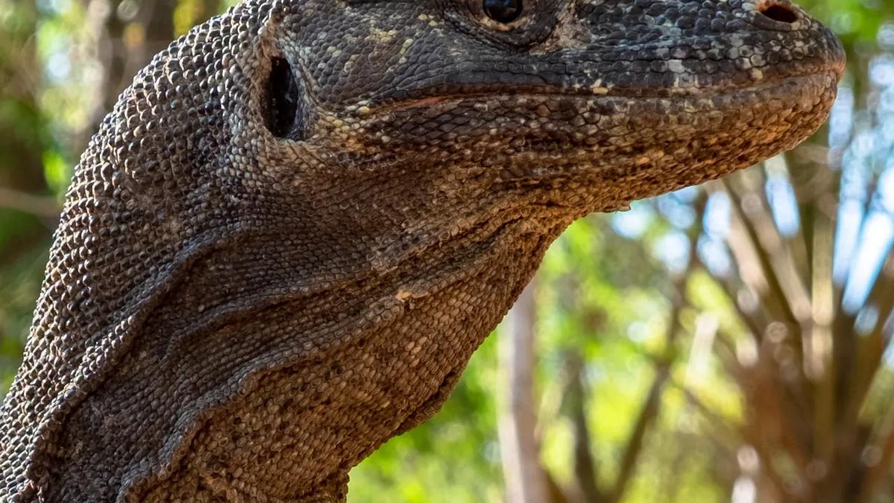 Anak Komodo Coba Diselundupkan ke Bali, Modus Dibungkus Kaus Kaki dan Disimpan di Ransel