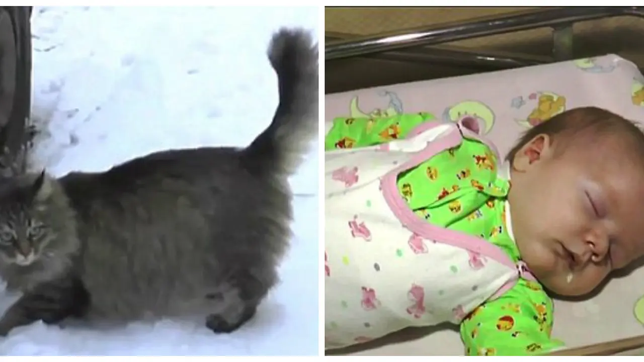 Kucing liar pahlawan, selamatkan bayi. (Daily Mail)