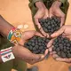 Melihat seperti apa inovasi Seedballs untuk atasi deforestasi di Kenya (Seedballs Kenya)