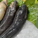 Makan Ikan Gabus Usai Operasi Caesar, Ketahui Peran Albumin