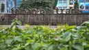 Suasana Taman Biotrans di Jalan Suprapto, Cempaka Putih, Jakarta, Minggu (19/12/2021). Taman seluas 2.500 meter persegi tersebut diharapkan dapat berfungsi sebagai pengendalian banjir, terbuka hijau serta tempat warga merasakan ruang terbuka yang dekat dengan alam. (merdeka.com/Iqbal S. Nugroho)