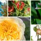 Gambar bunga-bunga unik dan langka (Tangkapan layar dari website natureofhome.com)