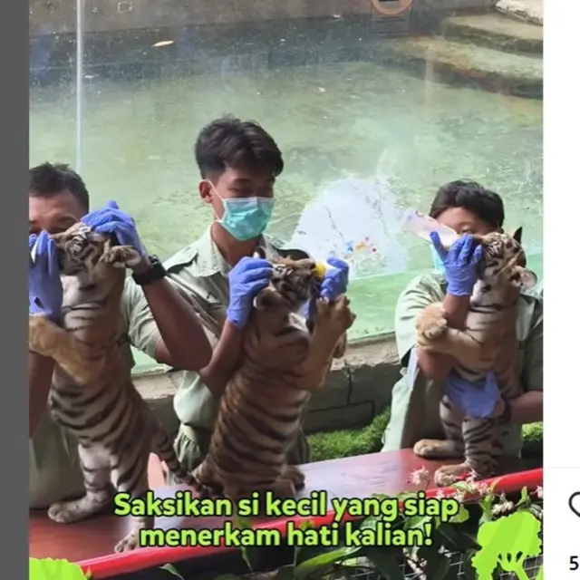 Punya Penghuni Baru 3 Bayi Harimau, Solo Safari Gelar Sesi Menyusui dan Edukasi di Libur Lebaran