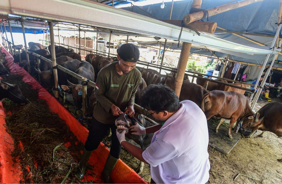 Pemeriksaan kesehatan hewan kurban jelang Iduladha