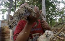 Suroso ungkap perburuan kucing hutan di alas Gunungkidul