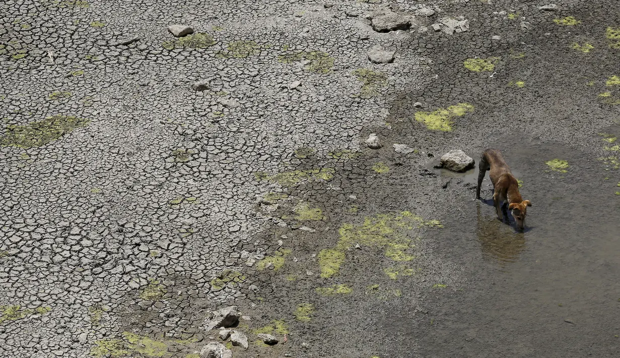 Seekor anjing minum dari genangan air di sebelah tanah retak di Manjara bendungan di Osmanabad, India, (17/4). Sejumlah wilayah di India mengalami kesulitan air bersih karena kekeringan akibat kemarau panjang melanda negerinya. (REUTERS/Danish Siddiqui)