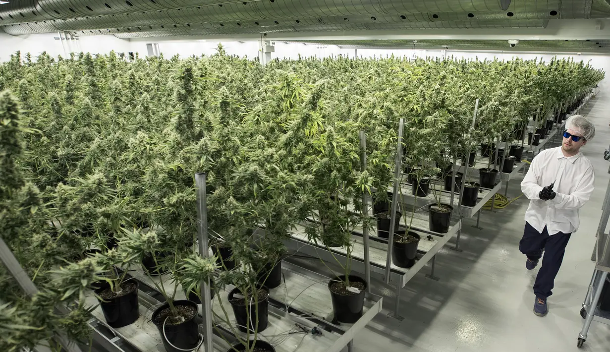 Pekerja mengenakan kaca mata memeriksa tanaman ganja medis di Tweed INC., Smith Falls, Ontario, Kanada (5/12). Kanada telah melegalkan ganja untuk kepentingan medis dan rekreasi. (AFP Photo/Lars Hagberg)