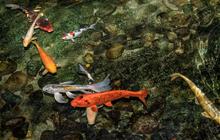 8 Tips Supaya Kolam Ikan Tidak Didatangi Katak Pengganggu, Mudah Dipraktikkan